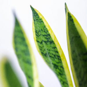 Close-up of green and yellow leaves with a blurred background