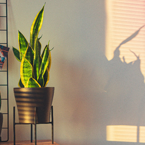 Potted snake plant on a wooden surface with a soft light casting shadows.