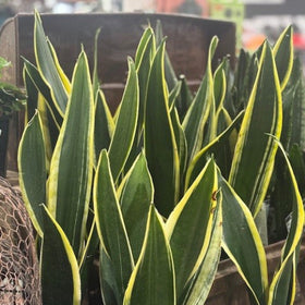 Sansevieria plant with yellow edges in a store setting