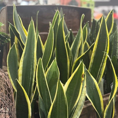 Sansevieria plant with yellow edges in a store setting