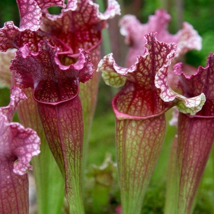 SARRACENA PITCHER 10CM