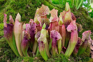 SARRACENIA 130MM