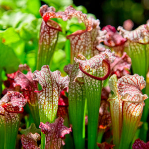 SARRACENIA 130MM