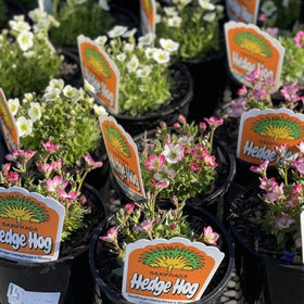 Potted plants with 'Hedge Hog' labels in a garden setting