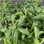 STRING OF DOLPHINS 130MM H/B