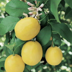 Three bright yellow lemons hanging from a leafy tree branch with pale pink blossoms.