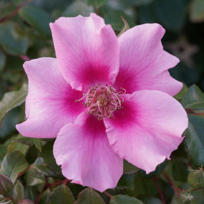 SEE YOU IN PINK - Bare Rooted