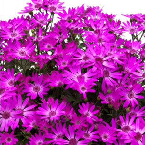 Close-up of vibrant purple flowers with a white background
