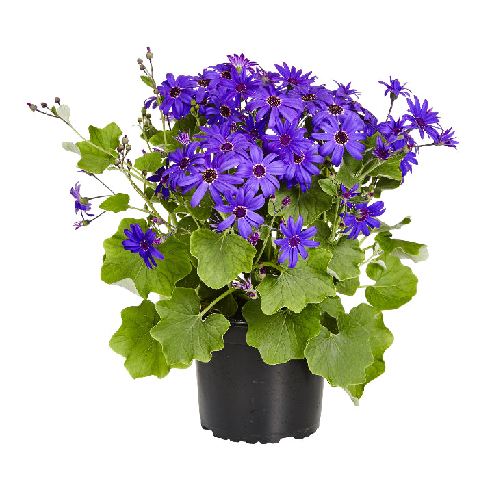 Potted plant with purple flowers and green leaves on a white background