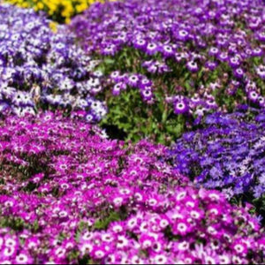 Colorful flower bed with purple, pink, and yellow flowers.