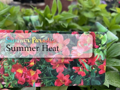 ALSTROEMERIA SUMMER PARADISE
