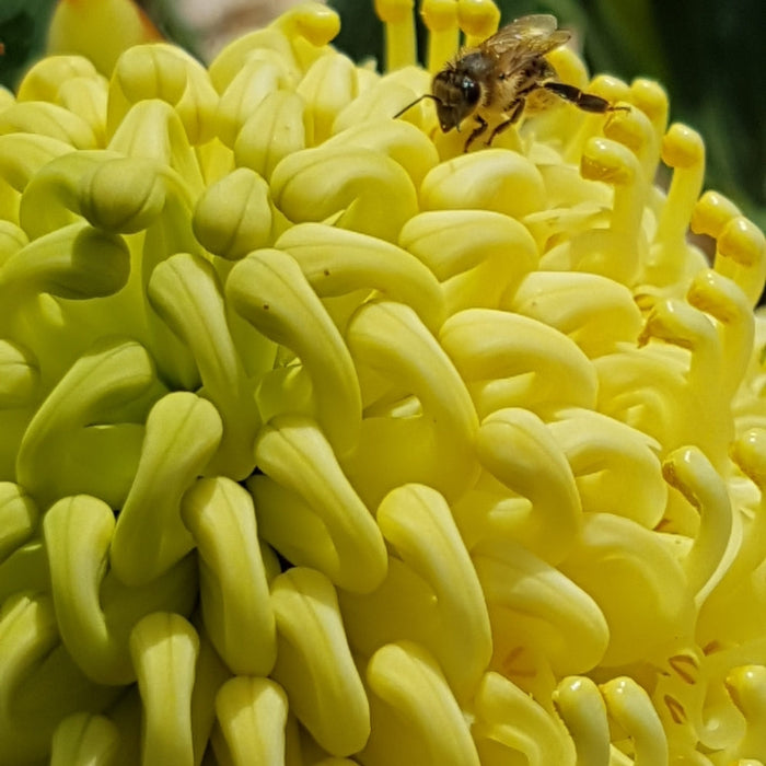 SHADY LADY YELLOW WARATAH
