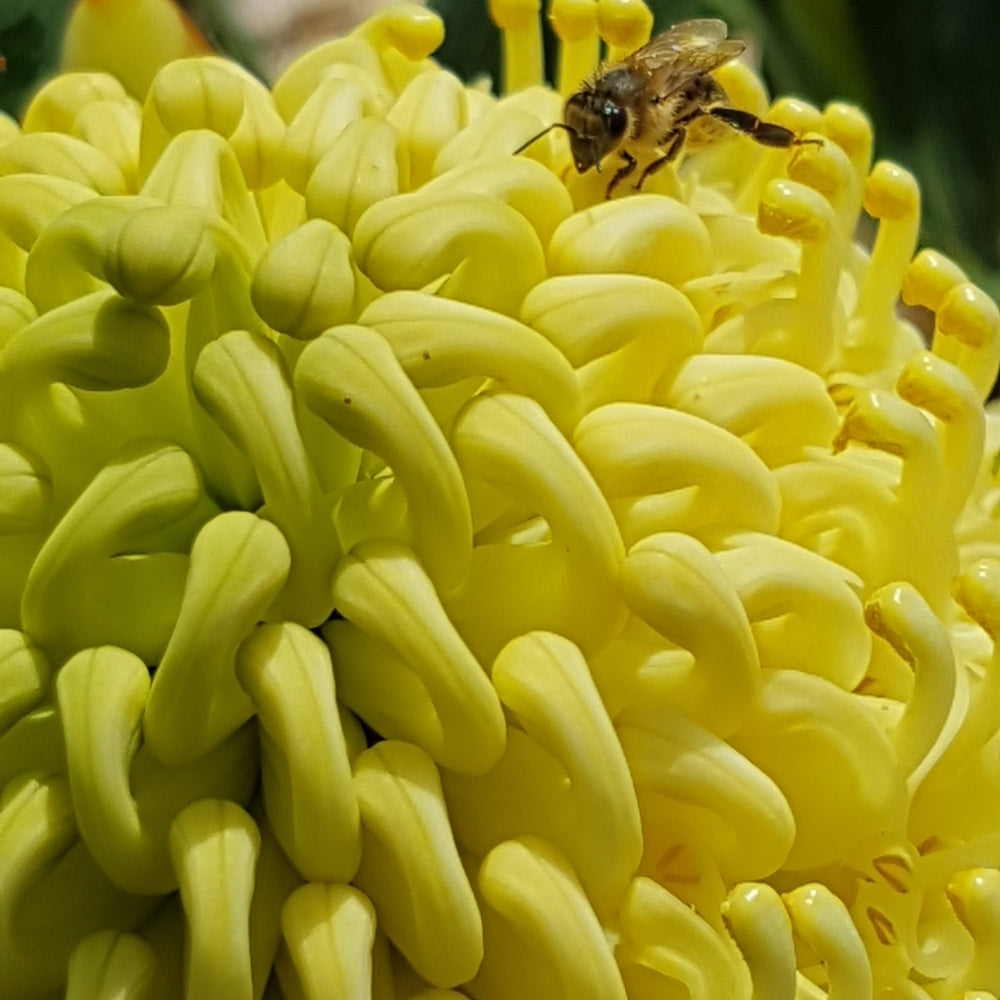 SHADY LADY YELLOW WARATAH – Stonemans Garden Centre