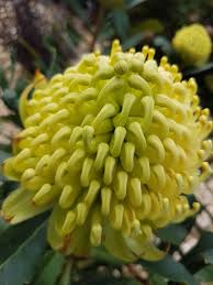 SHADY LADY YELLOW WARATAH