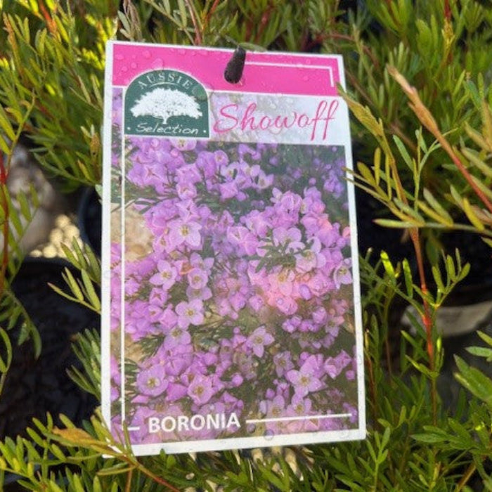 Boronia plant with a Showoff branded packaging label in a natural setting.