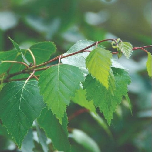 POTTED SILVER BIRCH 300MM