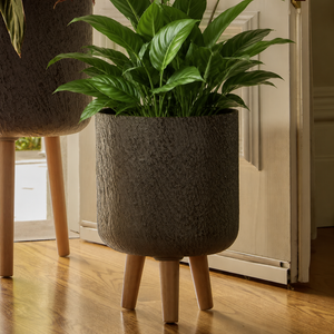 Potted plant on a stand in a room with wooden floor and white door.