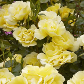 Close-up of yellow roses with green leaves