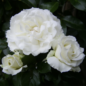 Close-up of three white roses with green leaves in the background