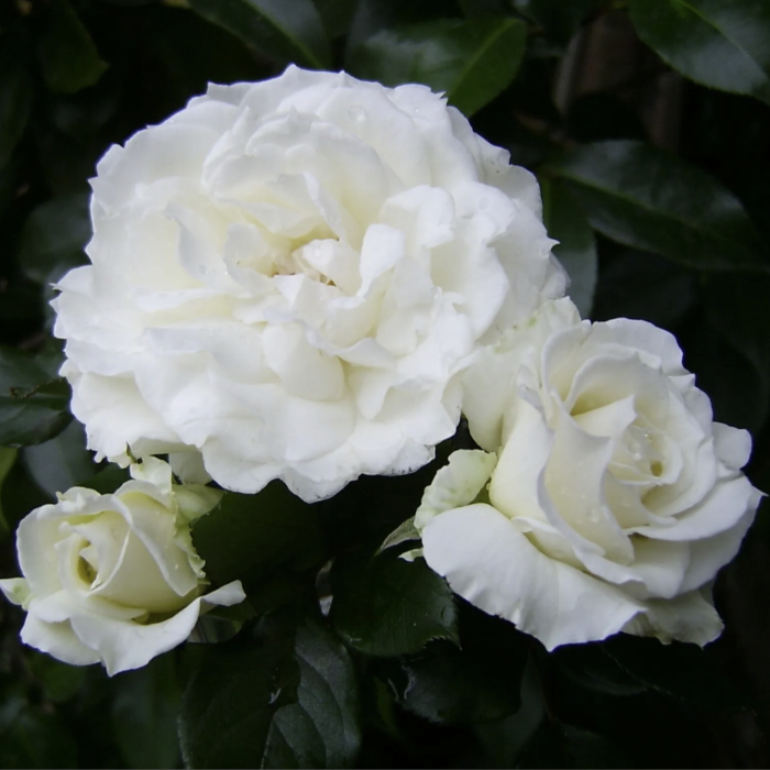 Close-up of three white roses with green leaves in the background