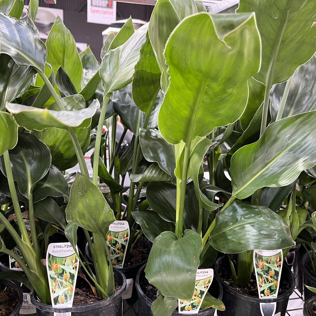 Plants