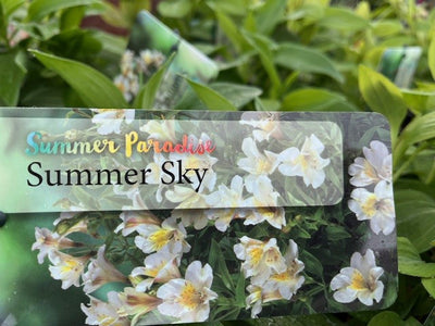 ALSTROEMERIA SUMMER PARADISE