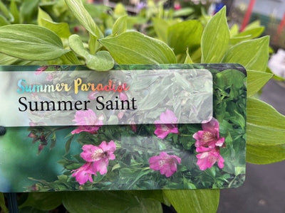 ALSTROEMERIA SUMMER PARADISE