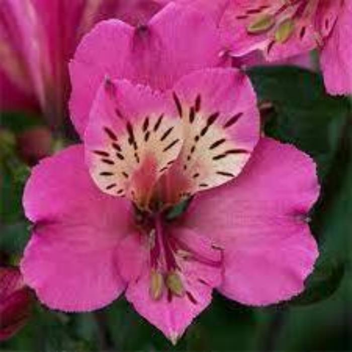 ALSTROEMERIA SUMMER PARADISE