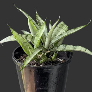 Person holding a potted snake plant against a gray background