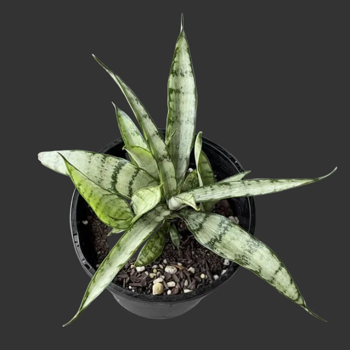 Potted snake plant held by a hand against a gray background