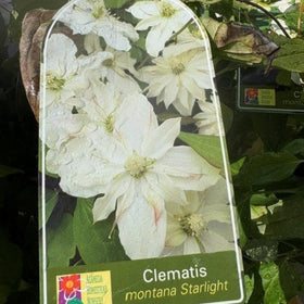 Clematis montana Starlight plant tag with white flowers and green leaves