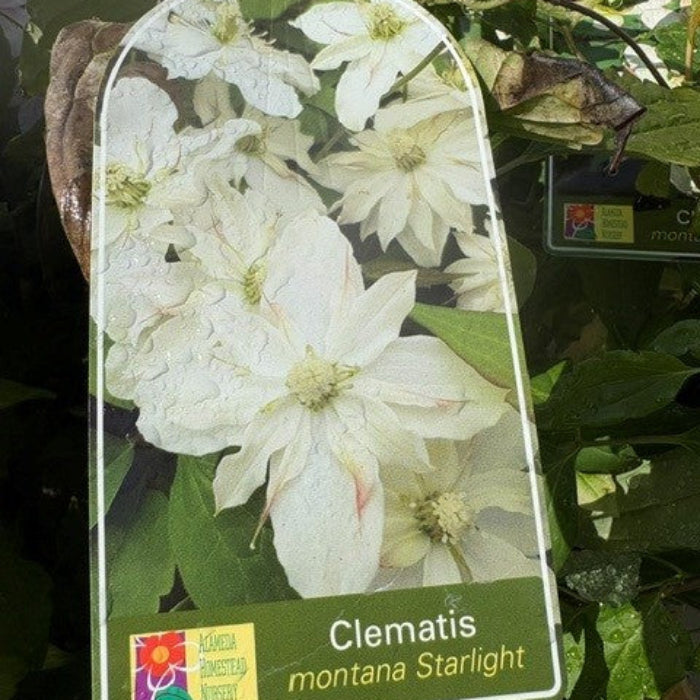 Clematis montana Starlight plant tag with white flowers and green leaves