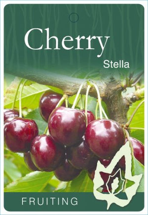 POTTED CHERRY STELLA