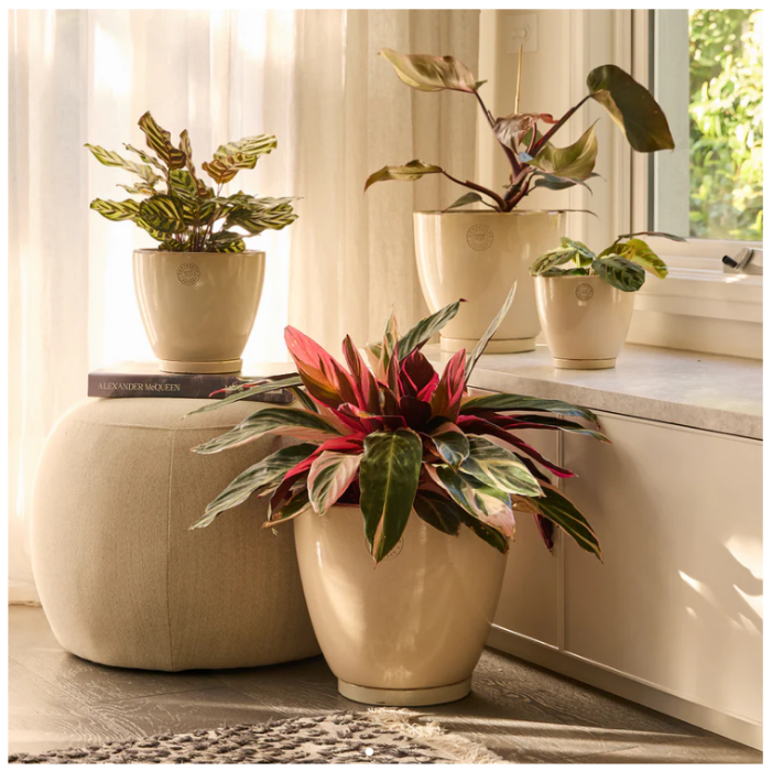 Potted plants on a windowsill with a neutral color scheme