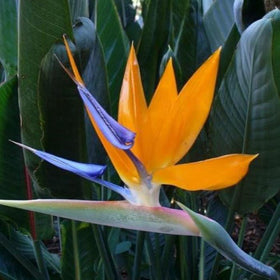 Plants
