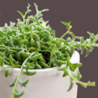 STRING OF DOLPHINS 130MM H/B