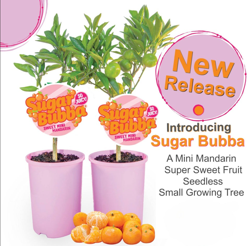Two potted plants labeled 'Sugar Bubba' with mandarin oranges on a white background.