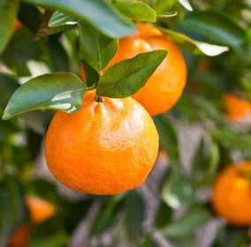 Oranges hanging from a tree with green leaves