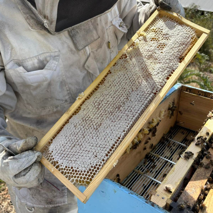 honey frame and beehive