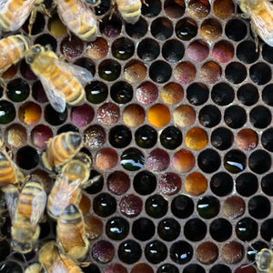 bees and pollen in a hive