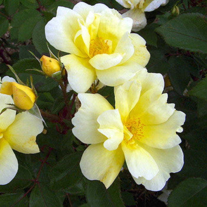 Roses