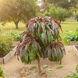 Tree with red and green leaves in a garden setting