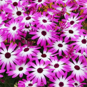 Close-up of pink and white flowers with a blurred background