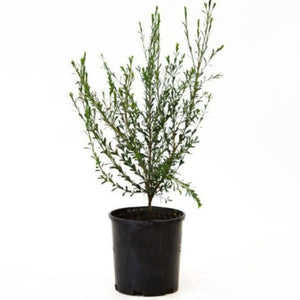 Potted plant on a white background