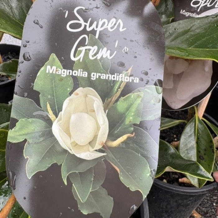 Plant tag for 'Super Gem' Magnolia grandiflora with green leaves and white flower illustration.