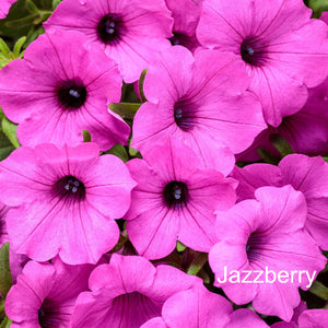 Close-up of pink flowers with 'Jazzberry' branding.