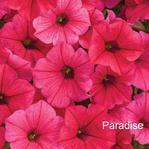 Close-up of bright pink flowers with 'Paradise' text overlay