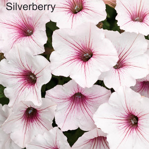 Close-up of white flowers with pink centers labeled 'Silverberry'.