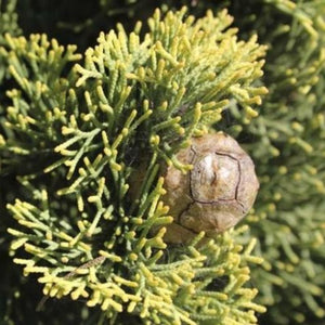 Close-up of a conifer cone nestled among green needles