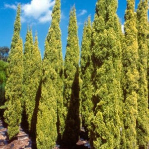 Row of tall, green trees against a blue sky with white clouds